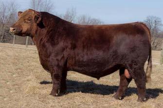 com TLF King of Spades 68 King of Spades daughter sold for $7000 King of Spades daughter sold for $6500 Red Brylor Pasquale 213P Red Brylor Squall 230S (1207935) Red CYT Fanny 15P [MAC] PIE Get