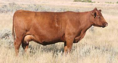 MLK CRK SHEBA 055 5-1.6 58 94 23-4 12 8 11 0.40-0.00 24 0.19-0.00 Purchased in the 2014 Milk Creek Red Angus Female Sale, Mlk Crk Sheba 403 is a premier donor cow in the Birnie Red Angus program.