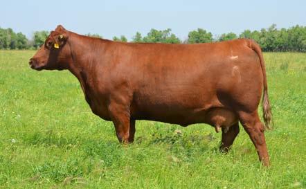com 9 2 Sires We are excited to offer both proven and new fresh matings on the very popular Copper Lady 8T donor.