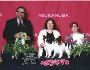 Then May 11 th with his co-owner he picked up a BOB and a Group 4 in the regular AKC class.