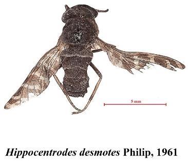 Hippocentrodes desmotes Philip, 1961;