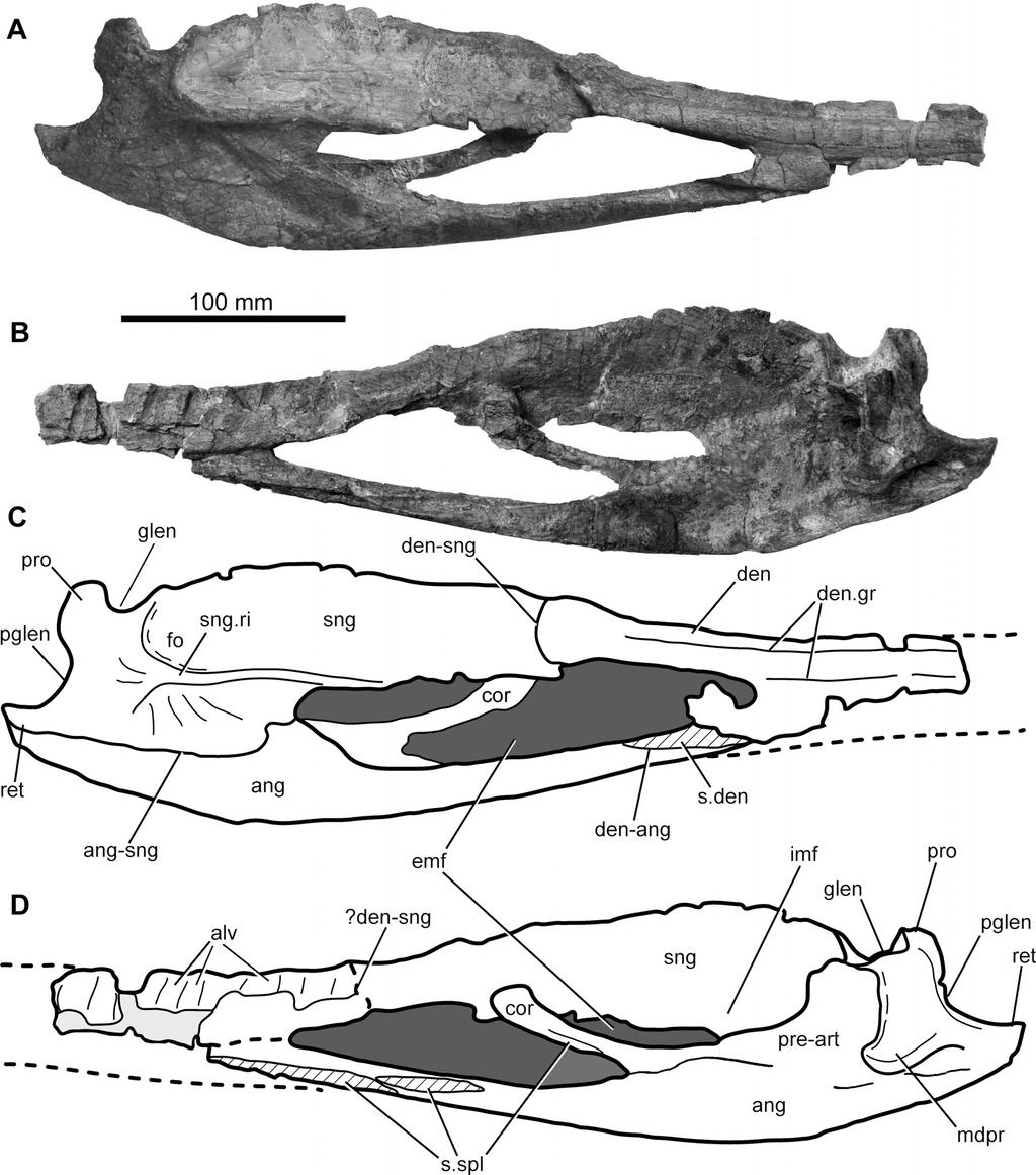 972 JOURNAL OF VERTEBRATE PALEONTOLOGY, VOL. 34, NO. 4, 2014 FIGURE 2. Phytosauria, gen. et sp. indet., incomplete right hemimandible (FCT-UNL 700) from the Late Triassic of Algarve, Portugal.