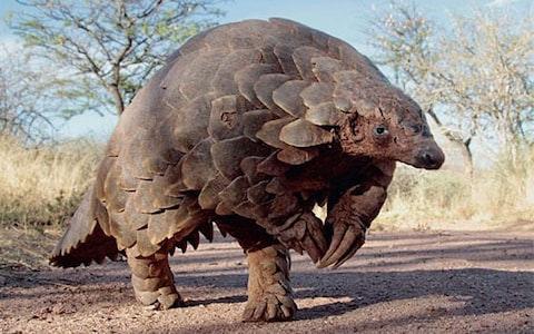 Pangolins: 13 facts about the world's most hunted animal by Guy Kelley The prehistoric pangolin, which walks on its hind legs due to the length and curvature of its impressive claws.