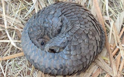 To protect itself, a pangolin can roll up into a near-perfect ball, covering its face and undersides, which aren't as tough as their keratin scales.