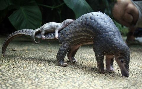 Pangolin pups are carried on their mother's tail for three months, and remain with them for five months until they are strong enough to live alone.