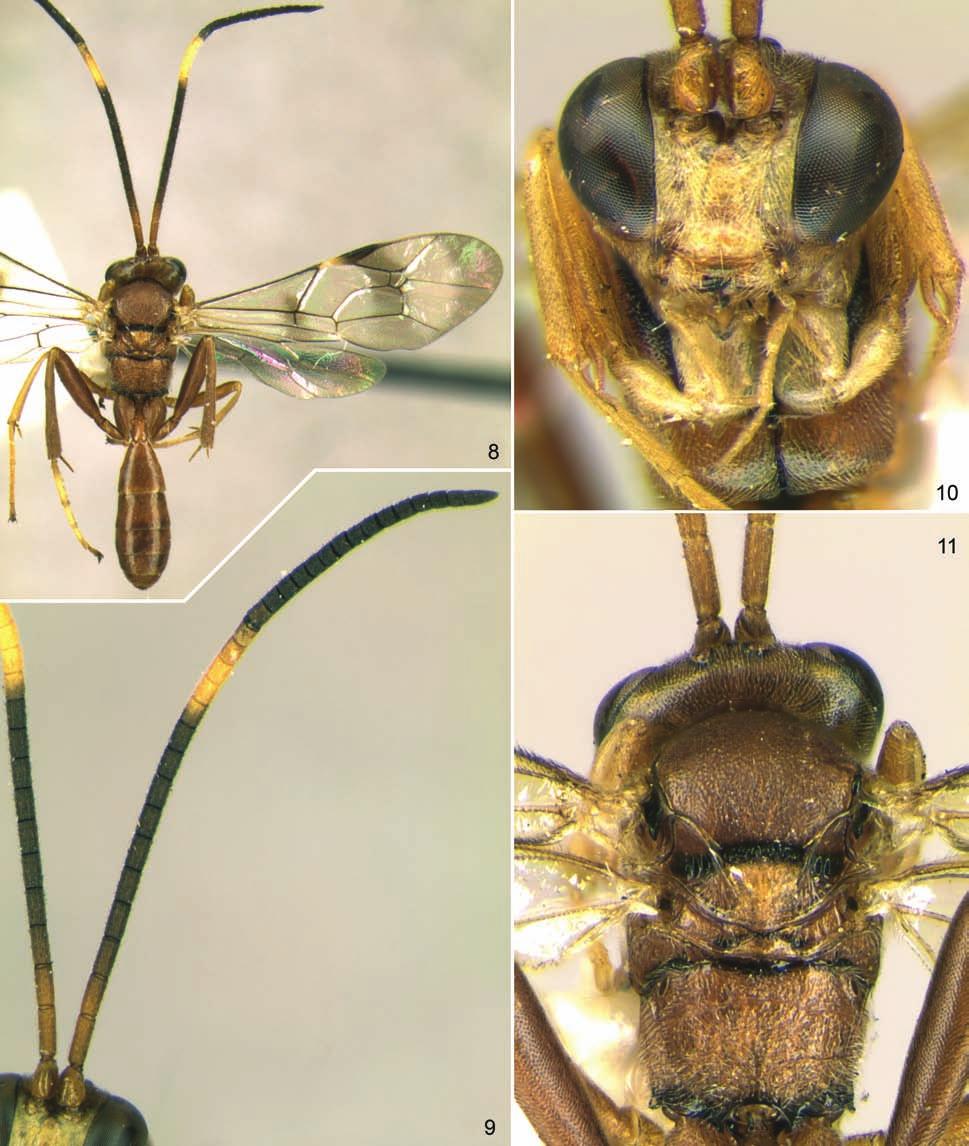 A new genus of ichneumon-flies from Mexico 251 Figs. 8 11. Khalaimia mexicana sp. nov., male (paratype).