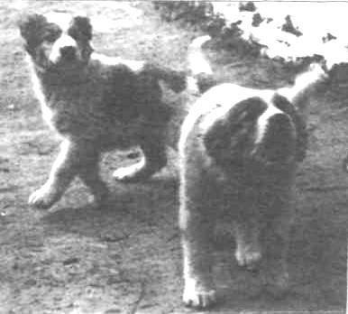 Уникальность фото 11в том, что на нем (на переднем плане) запечатлен щенок 3-х месяцев по кличке Борза, владелец Шубина Суджиашвили.