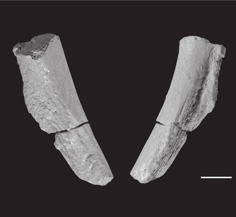 A B A B C a.ju Figure 12. Unidentified skull elements of the holotype of Asperoris mnyama (NHMUK PV R36615). Skull fragments in three views in (A) and (B) and two views in (C). Scales = 1 cm. doi:10.