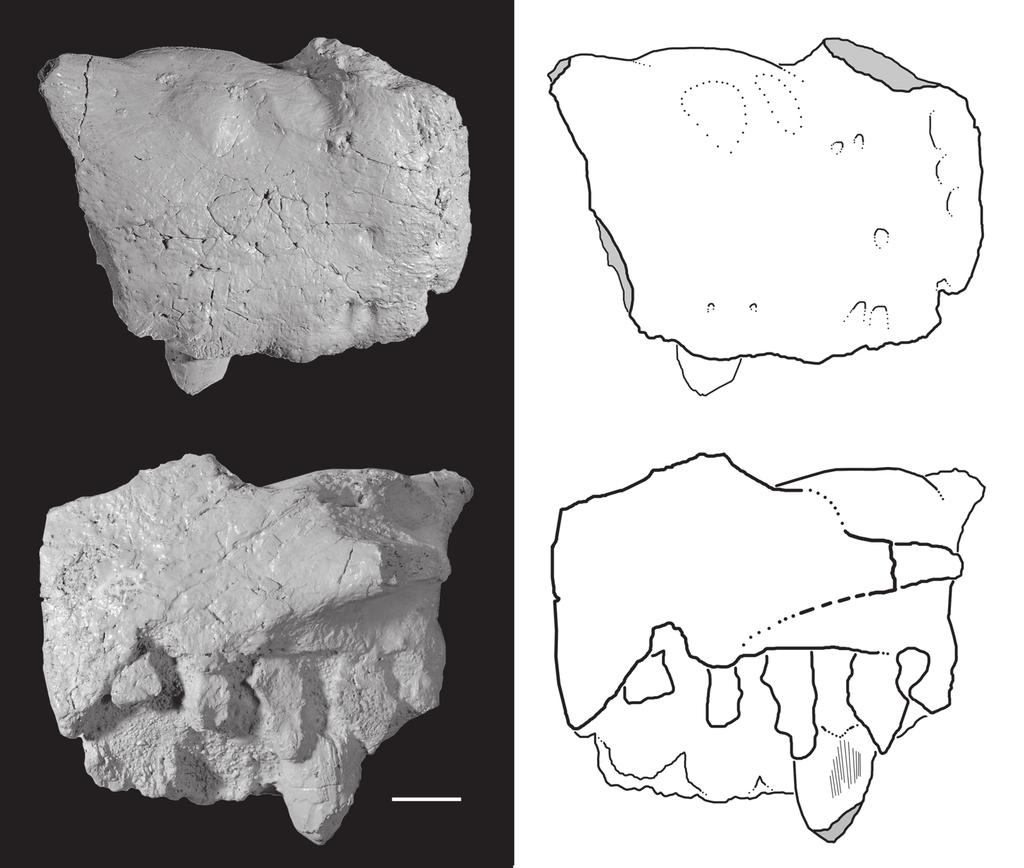 Middle Triassic Archosauriform from Africa A ppmx apmx to ppmx apmx B a.mx idp to Figure 3. Right premaxilla of the holotype of Asperoris mnyama (NHMUK PV R36615).