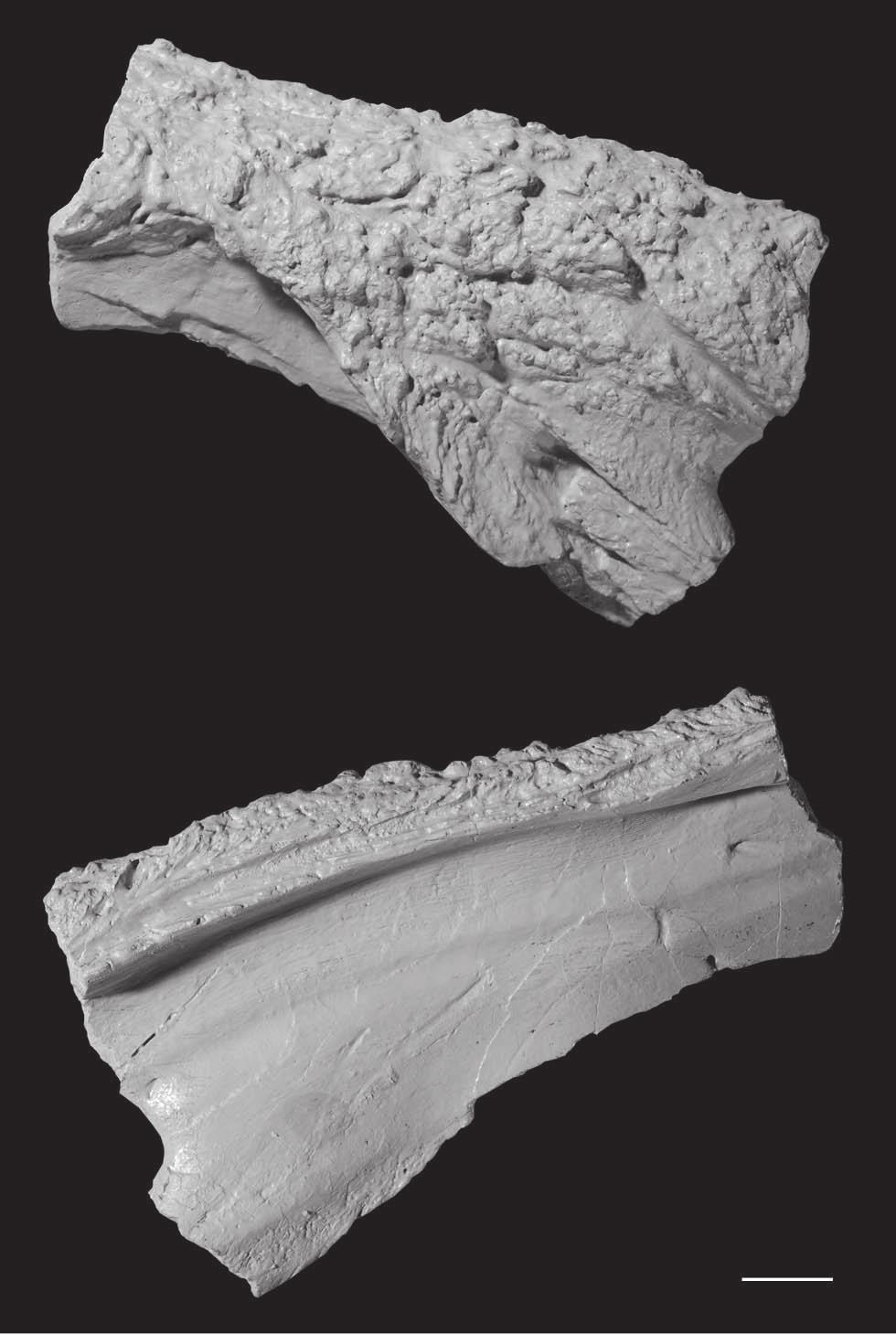 Middle Triassic Archosauriform from Africa A A B a.fr a.la or a.fr or a.mx C en a.na? a.fr ppmx ms B Figure 9. Right prefrontal of the holotype of Asperoris mnyama (NHMUK PV R36615).