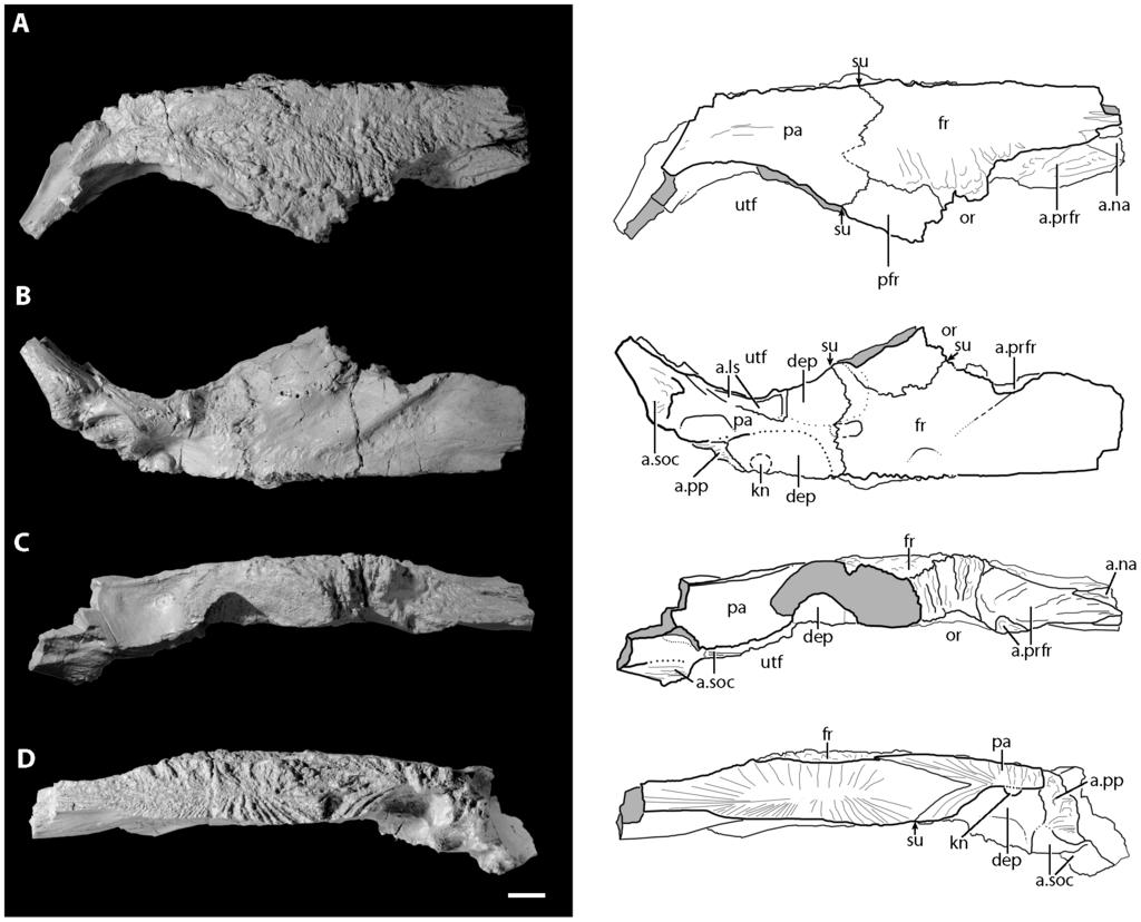 Figure 10. Right side of the skull roof of the holotype of Asperoris mnyama (NHMUK PV R36615) consisting of the frontal, postfrontal and parietal.