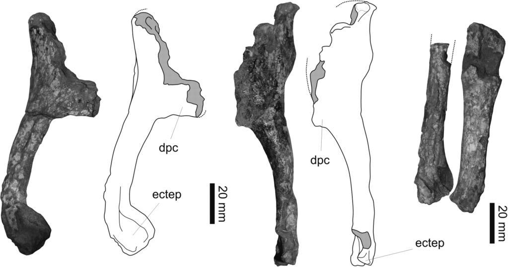 THE BASAL DINOSAUR GUAIBASAURUS CANDELARIENSIS 311 Figure 6 Guaibasaurus candelariensis (UFRGS PV0725T), humeri and pectoral epipodium: (A B) photographs and outline drawings of the humeri in lateral