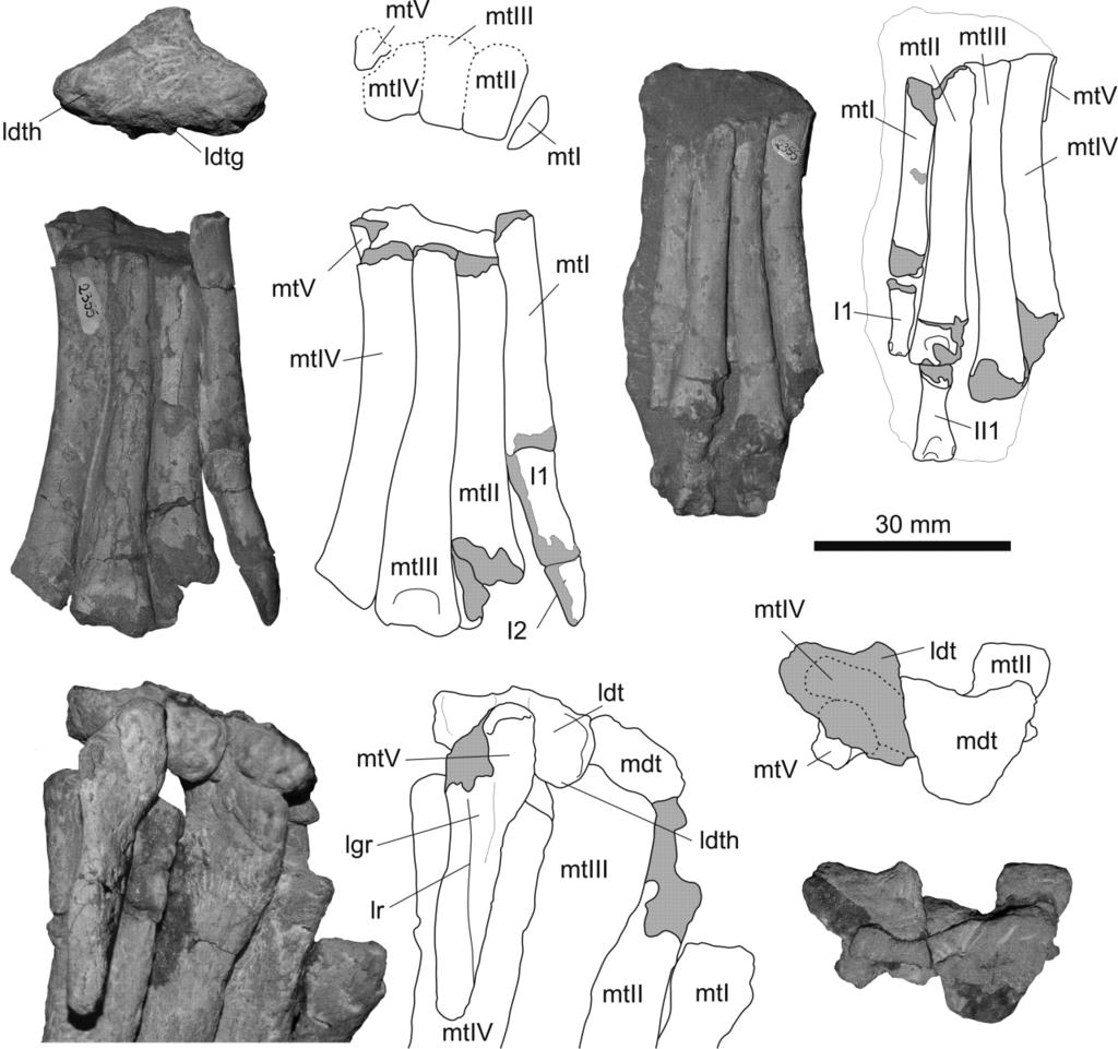 THE BASAL DINOSAUR GUAIBASAURUS CANDELARIENSIS 323 Figure 15 Guaibasaurus candelariensis, photographs and outline drawings of distal tarsals and feet: (A) left lateral distal tarsal of MCN PV2356 in