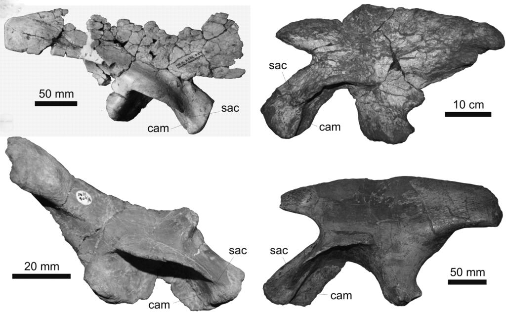 326 MAX C. LANGER ET AL. Figure 18 Ilia of selected dinosauromorphs in lateral view: (A) Liliensternus; HMN MB.R. 2175; (B) Riojasaurus, PVL 3808; (C) Silesaurus, ZPAL AbIII 907/6; (D) Efraasia, SMNS 12354.