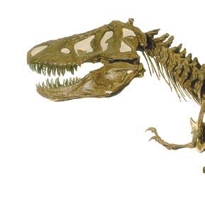 The Tyrannosaurus rex had about the same mass as an adult elephant.