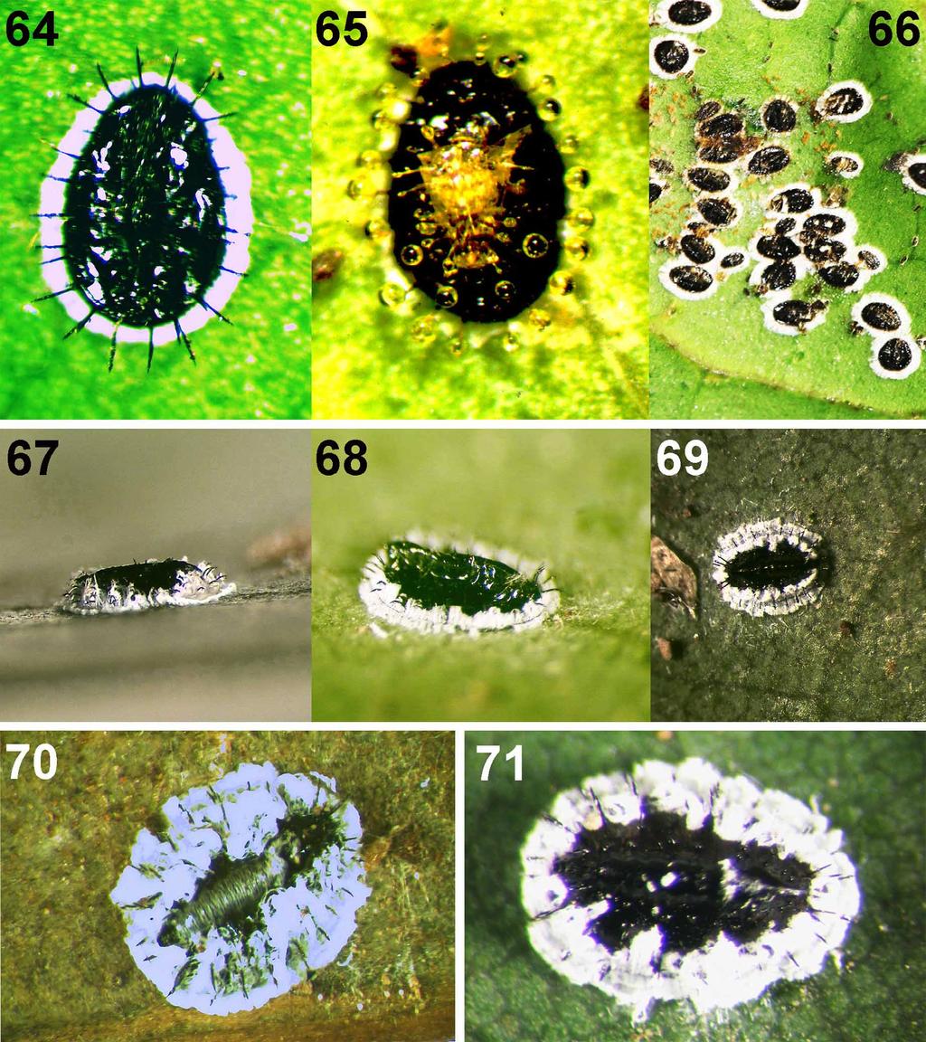 Material examined. Taiwan: Taihoku, 41 (21, 3 complete and remaining broken) puparia on Pyracantha sp., 21.iii.1934, R. Takahashi (TARI); Kaoshiung, 43 puparia on 10 slides, on Citrus sp., 2.ix.