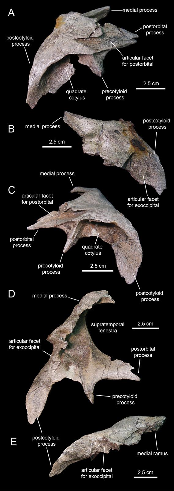 Figure 11 Squamosals of Eotrachodon orientalis (holotype MSC 7949). (A and B) Right squamosal in lateral and caudal view, respectively.