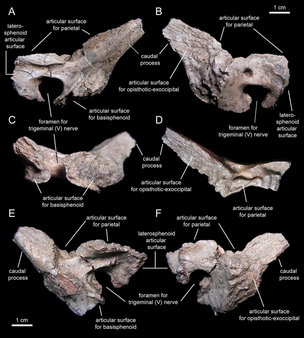 Figure 15 Prootics of Eotrachodon orientalis (holotype MSC 7949).