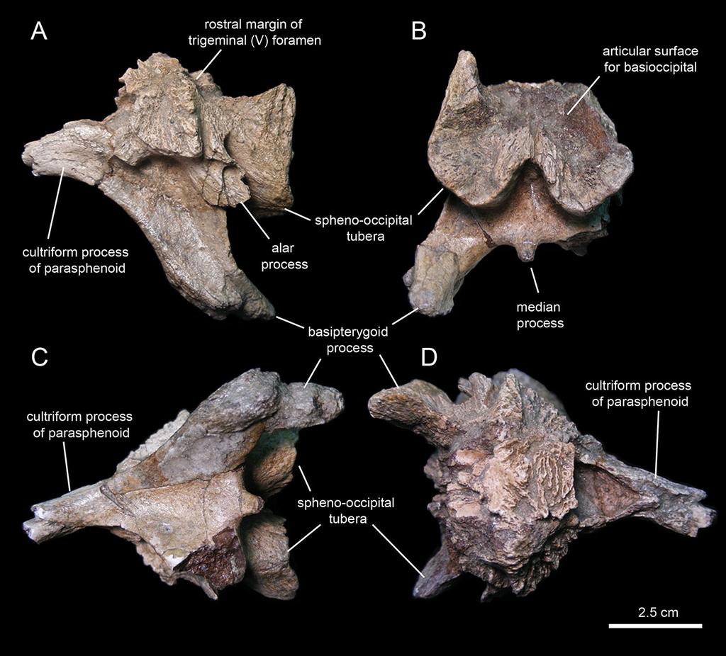 Figure 16 Partial basisphenoid of Eotrachodon orientalis (holotype MSC 7949). (A) Left lateral view. (B) Caudal view. (C) Ventral and slightly rostral view. (D) Dorsal view.