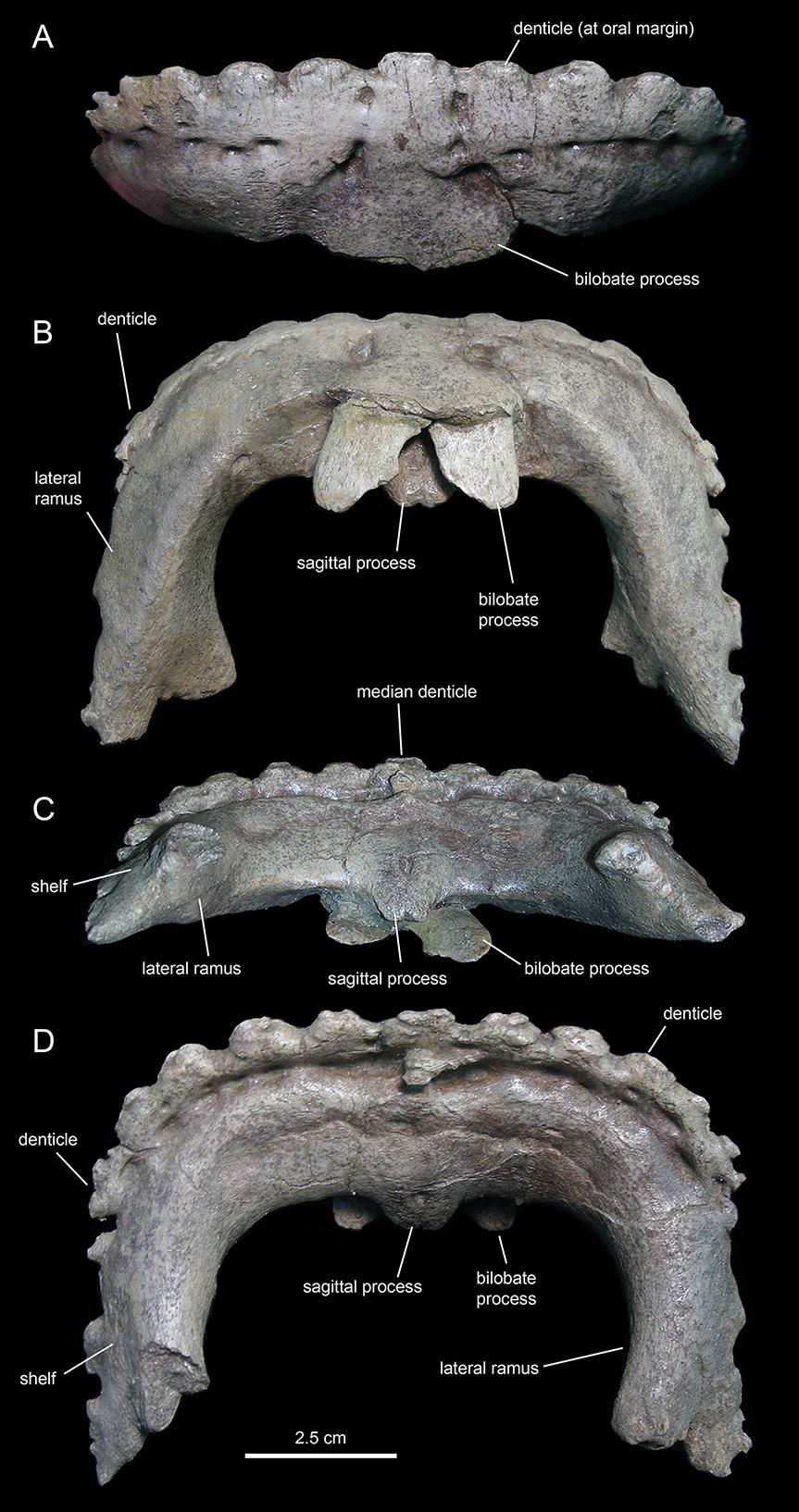 Figure 17 Predentary of Eotrachodon orientalis (holotype MSC 7949). (A) Rostral view.