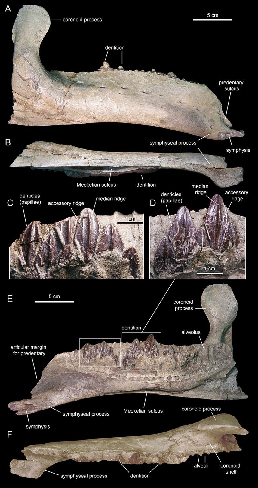 Figure 18 Right dentary of Eotrachodon orientalis (holotype MSC 7949). (A) Lateral view. (B) Ventral view. (E) Medial view.