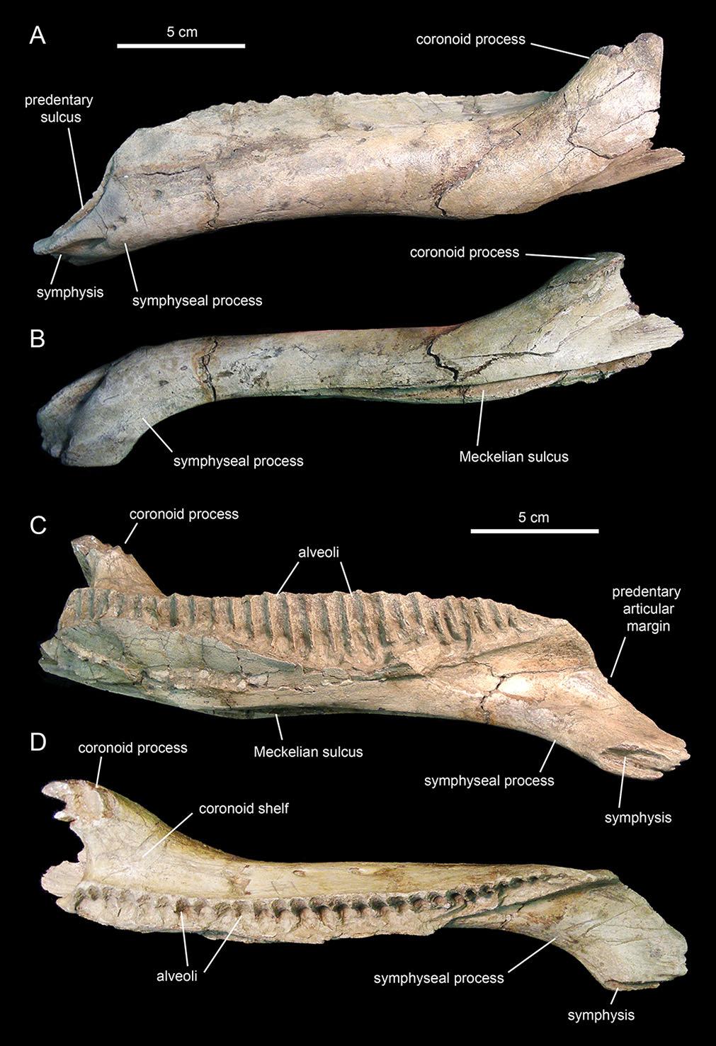 Figure 19 Left dentary of Eotrachodon orientalis (holotype MSC 7949). (A) Lateral view. (B) Ventral view. (C) Medial view. (D) Dorsal view. post-depositionally collapsed dorsally (Figs.