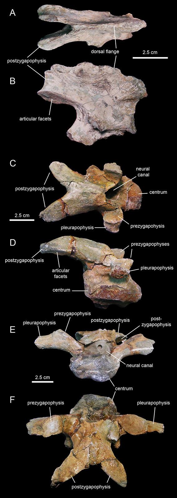 Figure 22 Cervical vertebrae of Eotrachodon orientalis (holotype MSC 7949). (A and B) Axis in dorsal and right lateral view, respectively.