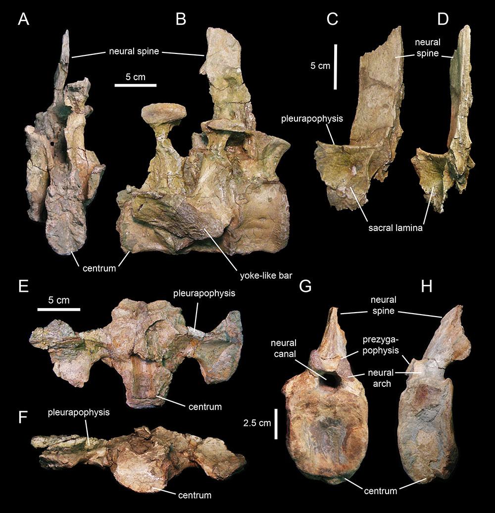 Figure 24 Sacral and caudal vertebrae of Eotrachodon orientalis (holotype MSC 7949). (A and B) Partial sacrum in caudal and right lateral view, respectively.