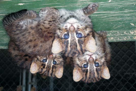 sized stocky body. Vet's Corner: On July 7, three fishing cat cubs were born to Kai and Nemo.