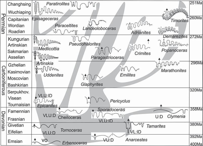 Evolution of Palaeozoic ammonoid sutures 29 Fig. 2. Evolution of the Paleozoic ammonoid sutures. Рис. 2. Эволюция лопастных линий аммоноидей в палеозое. sphinctidae, etc.).