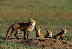 Vulpes vulpes (red fox) Physical Description 1) Pelage variable,