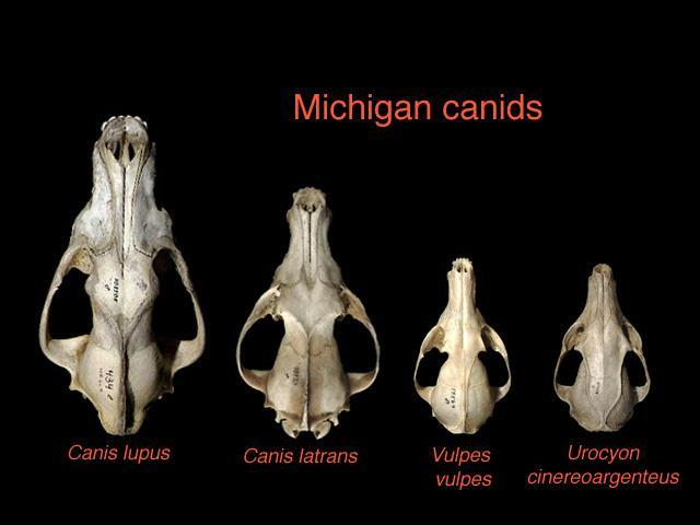 Urocyon cinereoargenteus gray fox 1) Temporal ridges form a U