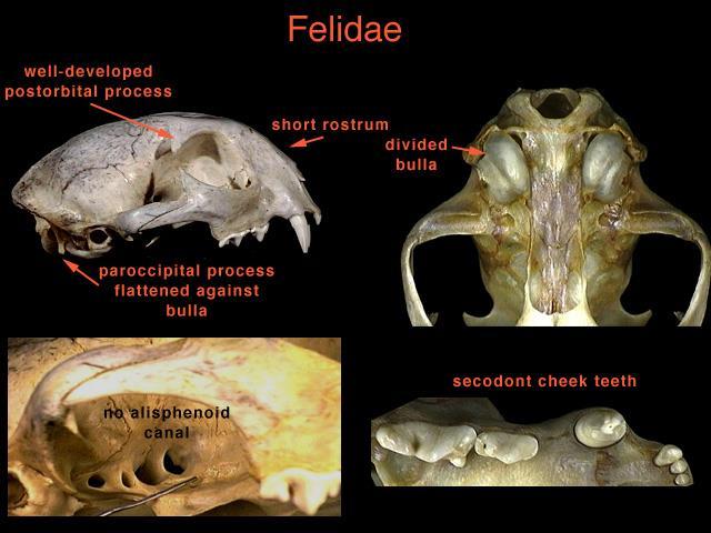 Family Felidae- Cats 1) Digitigrade 2) Claws retract, used for attacking prey (exception?