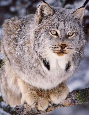 Lynx canadensis (Canada lynx) Physical Description