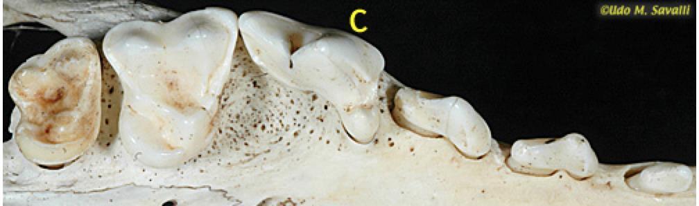 Carnassial teeth Typically modified fourth upper premolar and first lower molar (but see details on felids later) Used for