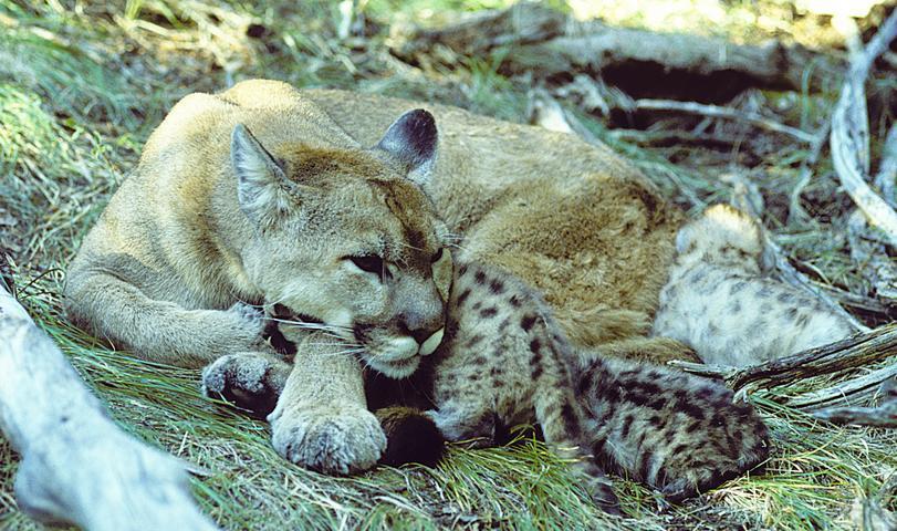 pelage in adults, spotted cubs Natural history -