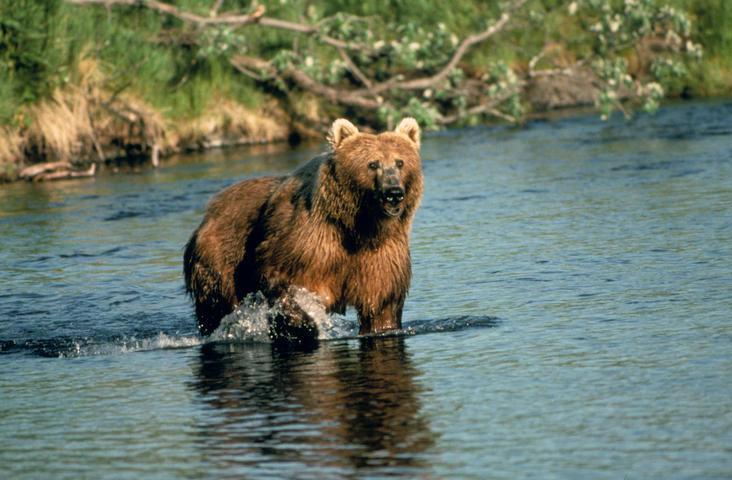 Ursus arctos Brown bear Physical Description 1)