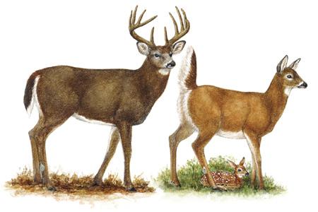 White-tailed Deer (Odocoileus virginianus) ORDER: Artiodactyla FAMILY: Cervidae Conservation Status: The Key deer, Odocoileus virginianus clavium, is an Endangered subspecies and the Columbian