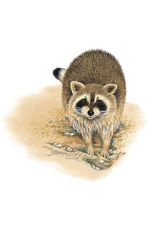 Northern Raccoon (Procyon lotor) ORDER: Carnivora FAMILY: Procyonidae Raccoons are among the most adaptable of the Carnivora, able to live comfortably in cities and suburbs as well as rural and