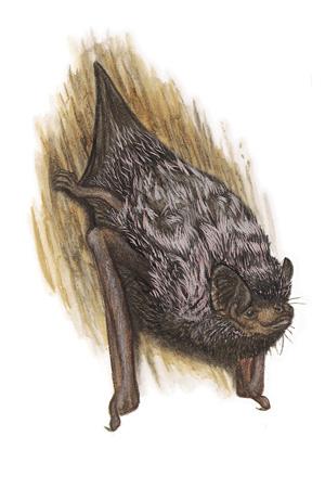 Silver-haired Bat (Lasionycteris noctivagans) ORDER: Chiroptera FAMILY: Vespertilionidae Somewhat resembling the larger hoary bat, the silver-haired bat has frosted tips on the black or dark-brown