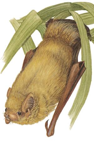 Northern Yellow Bat (Lasiurus intermedius) ORDER: Chiroptera FAMILY: Vespertilionidae Clumps of Spanish moss make good daytime roosting places for northern yellow bats.