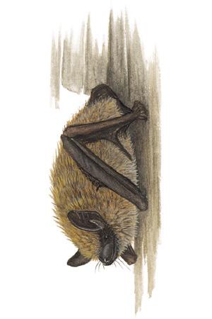 Eastern Small-footed Myotis (Myotis leibii) ORDER: Chiroptera FAMILY: Vespertilionidae The eastern small-footed myotis is one of the smallest North American bats.