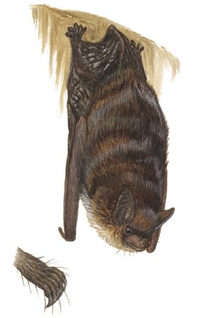 Little Brown Bat (Myotis lucifugus) ORDER: Chiroptera FAMILY: Vespertilionidae Echolocation of little brown bats has been well studied since the invention of bat detectors, electronic devices that