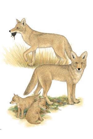 Coyote (Canis latrans) FIELD GUIDE TO NORTH AMERICAN MAMMALS ORDER: Carnivora FAMILY: Canidae Coyotes are among the most adaptable mammals in North America.
