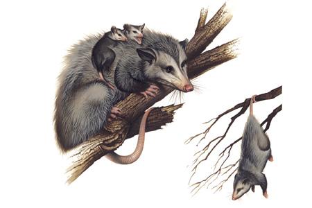 Virginia Opossum (Didelphis virginiana) ORDER: Didelphimorphia FAMILY: Didelphidae The Virginia opossum, the only marsupial found north of Mexico, is an adaptable omnivore at home on the ground and