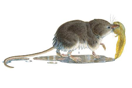 Water Shrew (Sorex palustris ) ORDER: Insectivora FAMILY: Soricidae Water Shrews are almost invariably found near streams or other bodies of water, where they find food and also escape from predators.