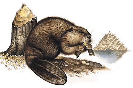 American Beaver (Castor canadensis) ORDER: Rodentia FAMILY: Castoridae The largest North American rodent and the only one with a broad, flat, scaly tail, the Beaver is now common and widespread, even
