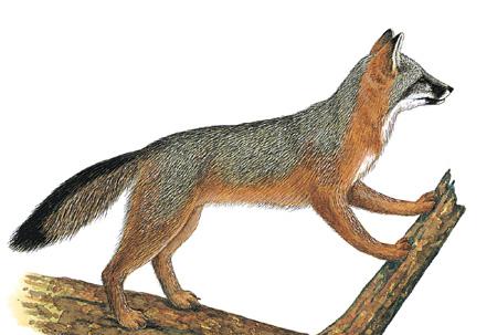 Common Gray Fox (Urocyon cinereoargenteus) ORDER: Carnivora FAMILY: Canidae Gray foxes are adept at climbing trees.