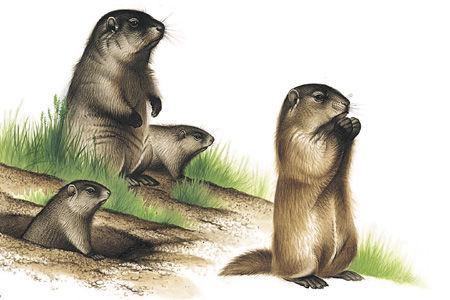 Woodchuck (Marmota monax) ORDER: Rodentia FAMILY: Sciuridae Also known as the Groundhog or the Whistle-pig, the Woodchuck thrives in forest borders through much of the eastern United States, across