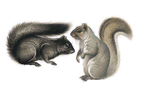 Eastern Gray Squirrel (Sciurus carolinensis) ORDER: Rodentia FAMILY: Sciuridae The adaptable, omnivorous, diurnal Eastern Gray Squirrel is the native American mammal people most frequently see east